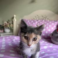 Photo of Dixie