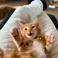Photo of Cheetoh
