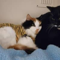 Photo of 🎀Brigita 6395 🎀