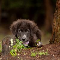 Photo of Daisy (Dipsy)