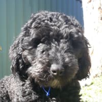 Photo of Wally   1 Year Old Cavoodle (Hold)