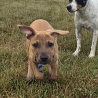Photo of Loui   10 Week Old Staffy X