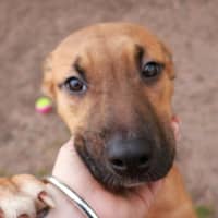 Photo of Honey