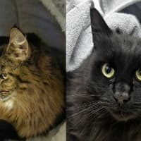 Photo of Cleo (Bonded To Bella)