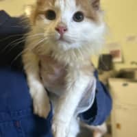 Photo of Atlas