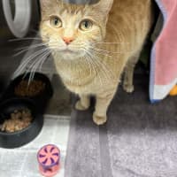 Photo of Honey