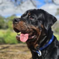 Photo of Bongo