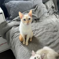 Photo of Harlow