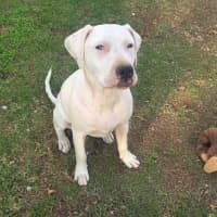 Photo of Snowball