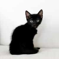 Photo of Bandit