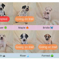 Photo of Fern's Litter