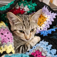 Photo of Sailor And Sari