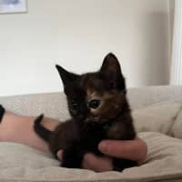 Photo of Evie