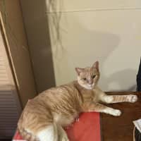 Photo of Max & Fudge   5 Year Old Domestic Short Hair