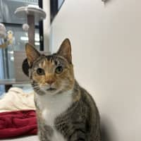 Photo of Cleopatra