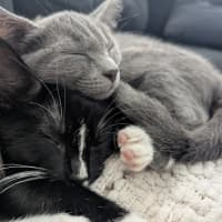 Photo of Nova