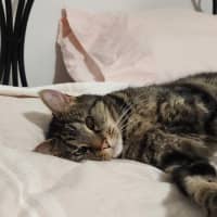 Photo of Dusty