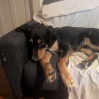 Photo of Trigger   7 Year Old Kelpie