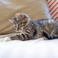 Photo of Patch