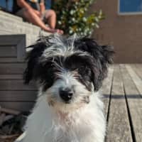 Photo of Sponge Cake