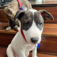Photo of Norbit   9 Week Cattle Dog X