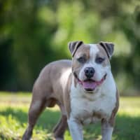 Photo of Buddy