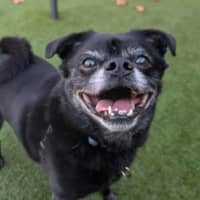 Photo of Cosmo