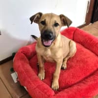 Photo of Sadie