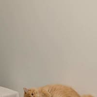 Photo of Toby