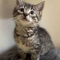 Photo of Basil