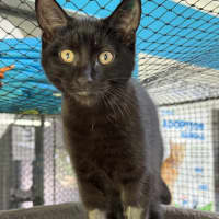 Photo of Black Panther