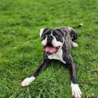 Photo of 🍄 Yoshi 5242 🍄