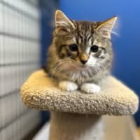 Photo of Muffin