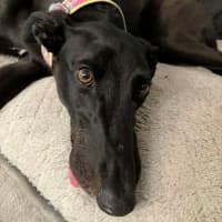 Photo of Lola The Greyhound