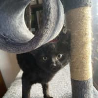 Photo of Pickles