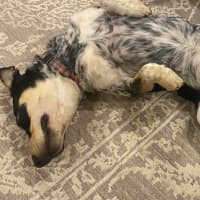 Photo of Bindi