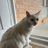 Photo of Snowy