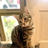 Photo of Pegi (Aka Tent Peg)