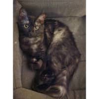 Photo of 12614   Smokey