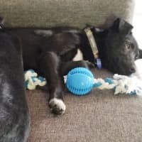 Photo of Nimona   4 Month Old Kelpie X (Trial)