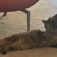 Photo of Misty