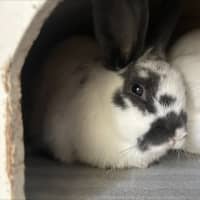 Photo of Gemini