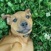 Photo of Ellie ~ 4 Month Old, Staffy X, Puppy
