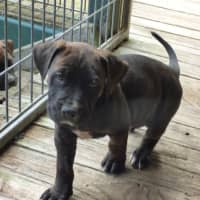 Photo of Charlie/Hank 