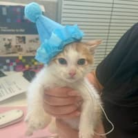 Photo of Benedict Cumbercat