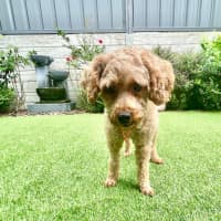 Photo of Lilly And Murphy 