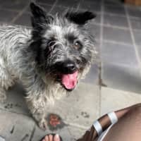 Photo of Truffles O’cleary