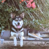 Photo of Indi