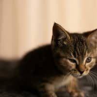 Photo of Peanut 🥜