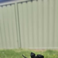 Photo of Willow   12 Week Old Cattle Dog X